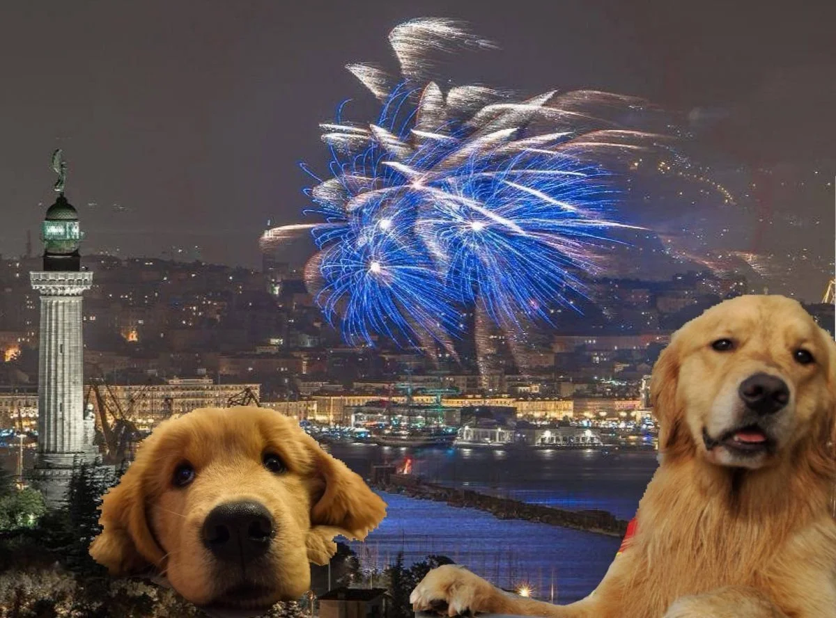 Socializzazione cani adulti