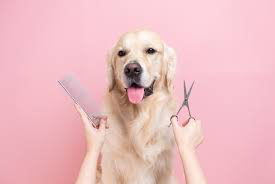Igiene e toelettatura Golden Retriever