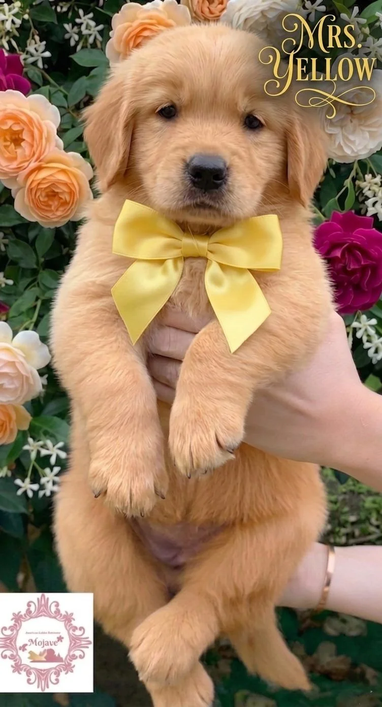 Mrs. Yellow