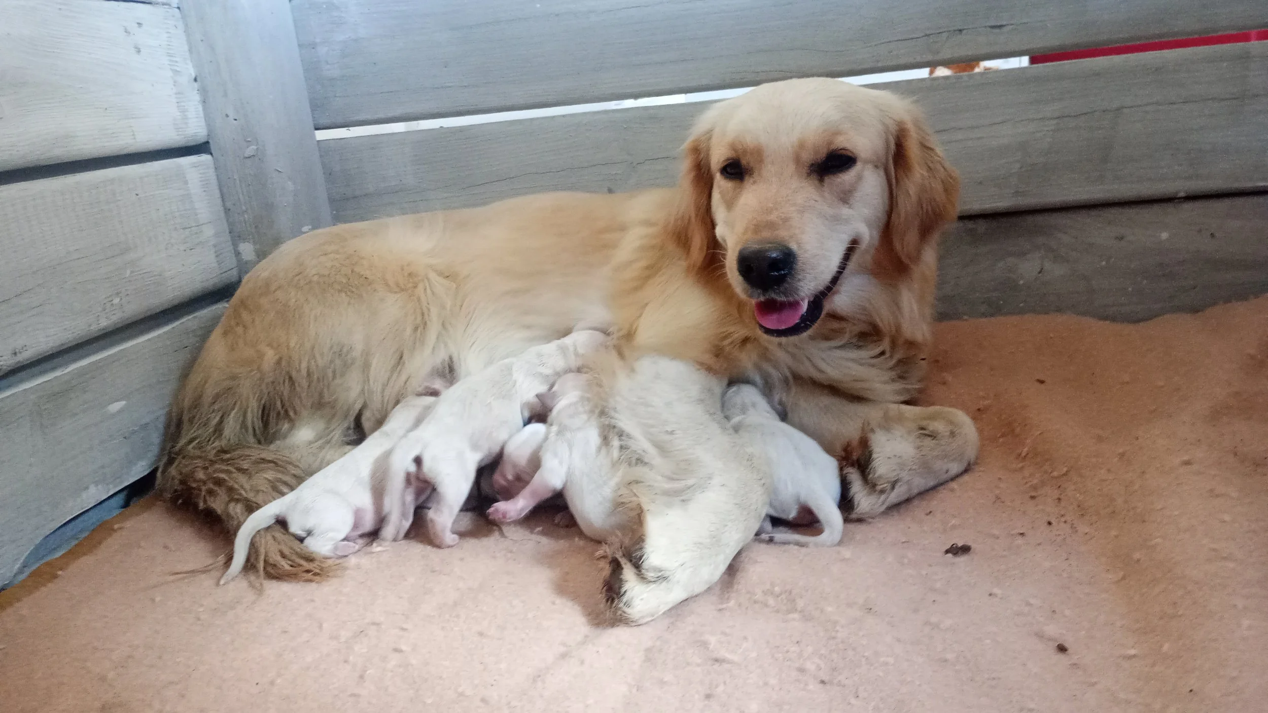 Cuccioli Mojave