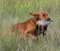 Golden Retriever con titoli multipli
