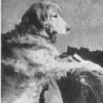 Un regalo esclusivo — Golden Retriever storico