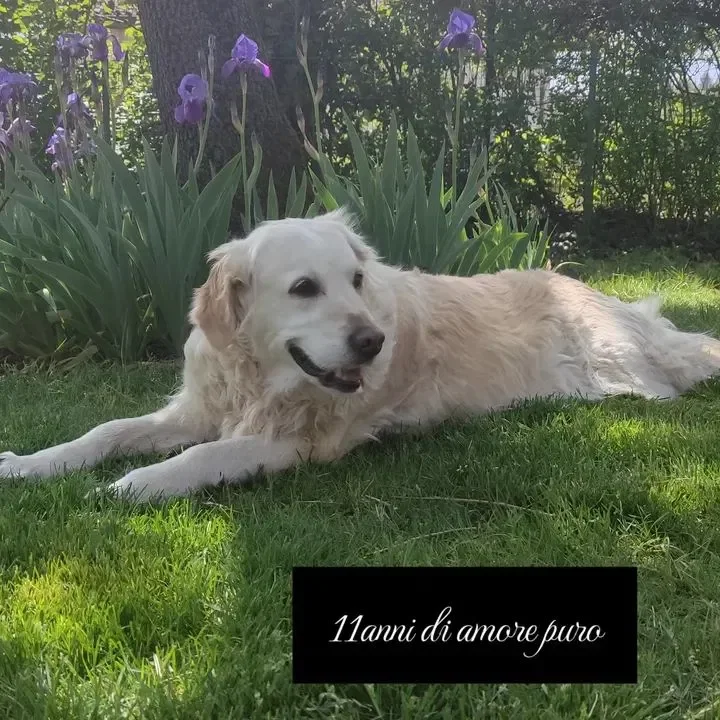 Maja, Golden Retriever Mojave, 11 anni — figlia della nostra Gaia