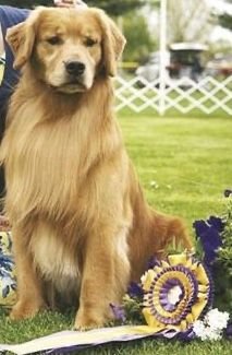 Pacchetto esposizione ShowCanine