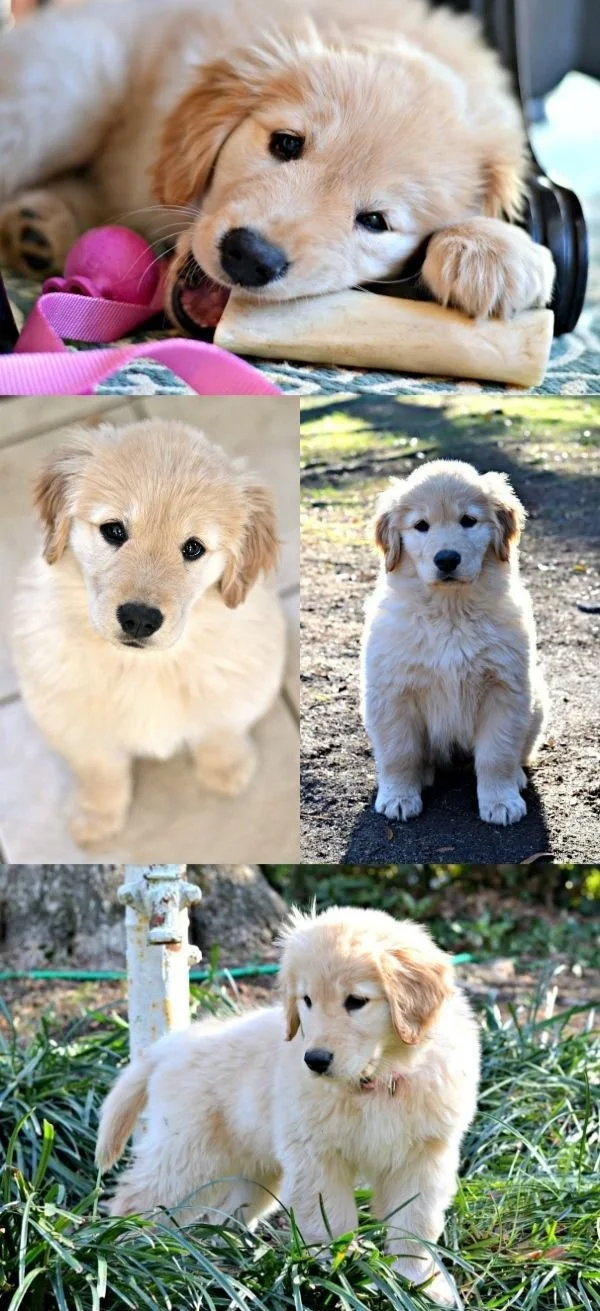 Addestramento cuccioli