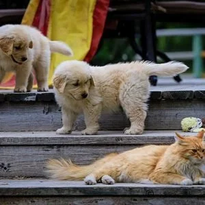 Cuccioli di Golden Retriever