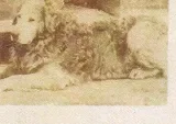 Nous – Wavy Coated Retriever