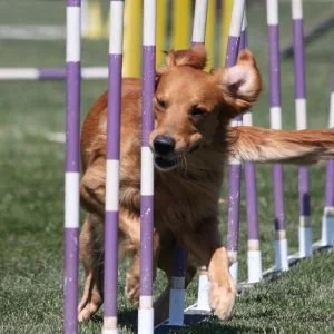 Golden Retriever in azione