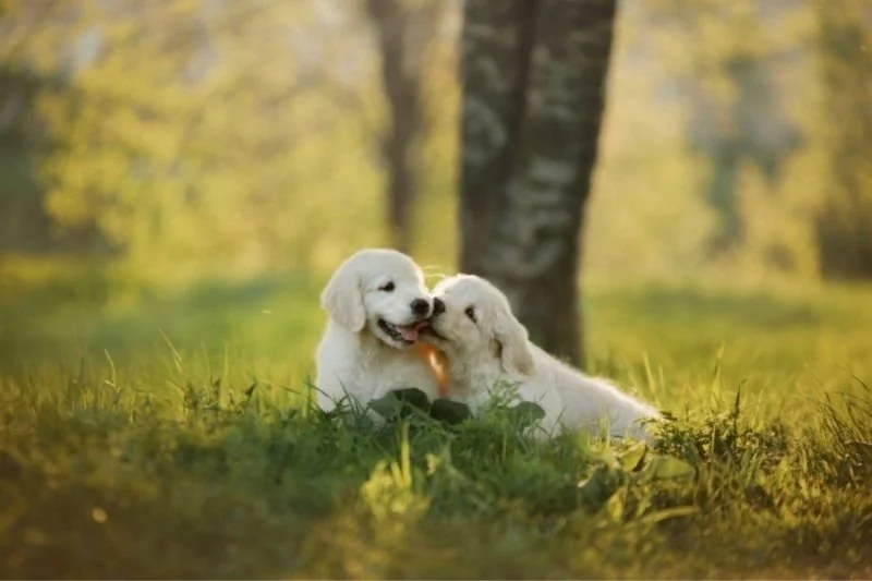 Storia del Golden Retriever