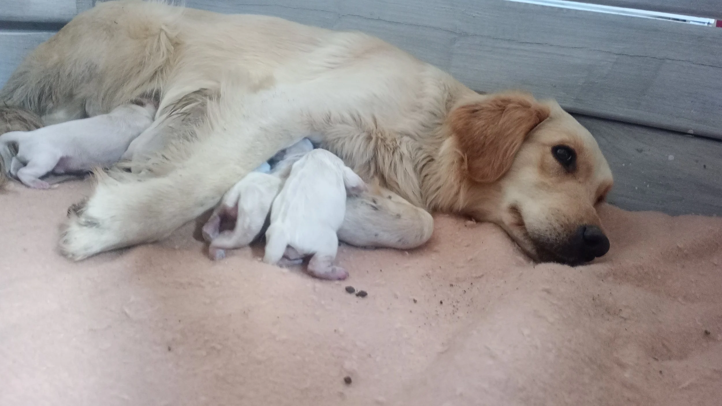 Cuccioli Mojave