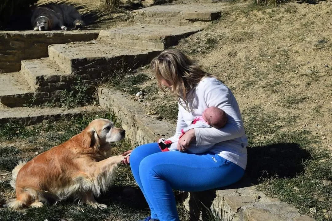 Golden Retriever Mojave con mamma e neonato — equilibrio comportamentale