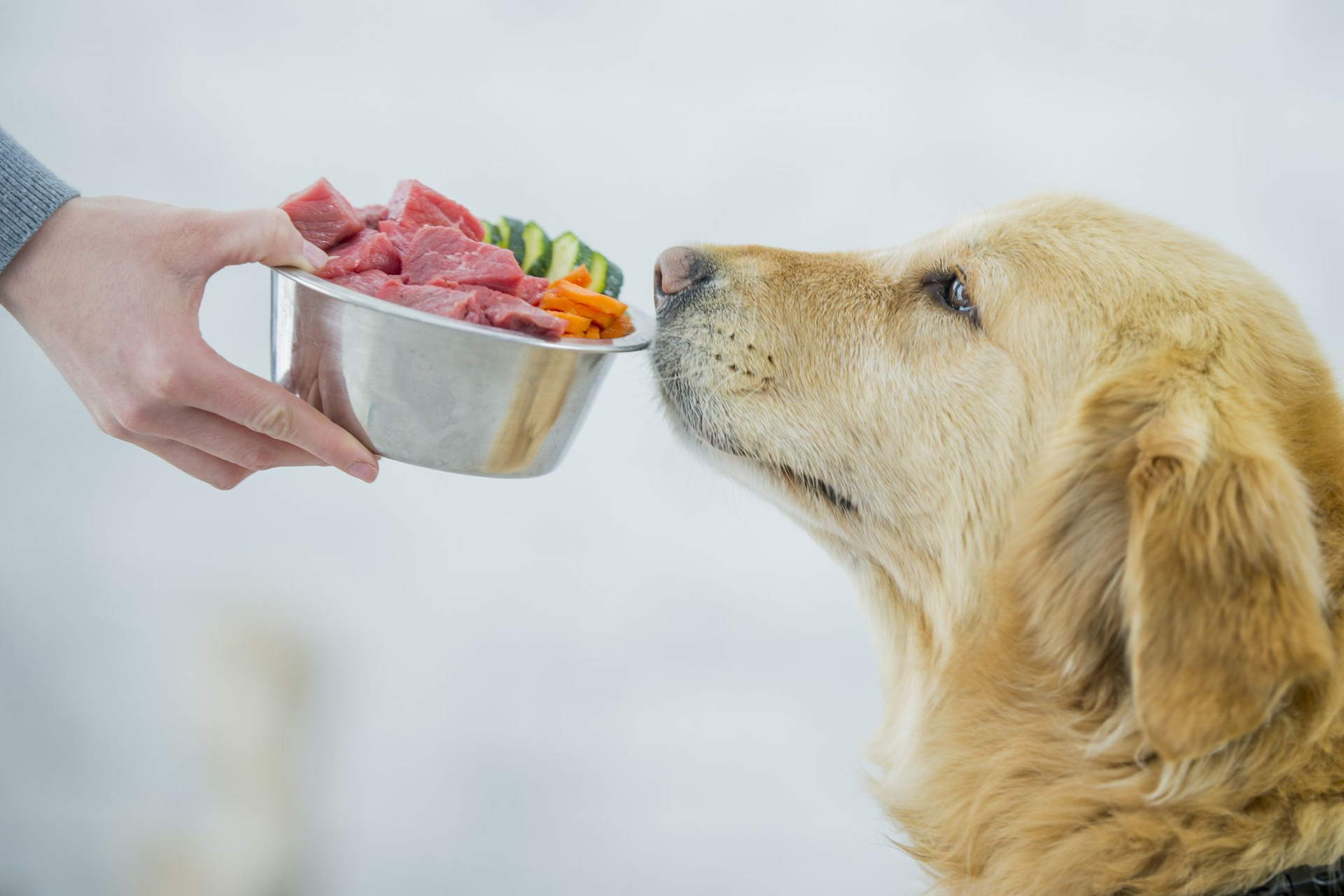 Consulenza alimentazione Golden Retriever