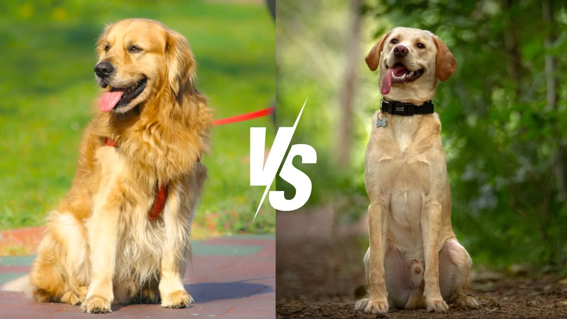 Confronto Labrador e Golden Retriever