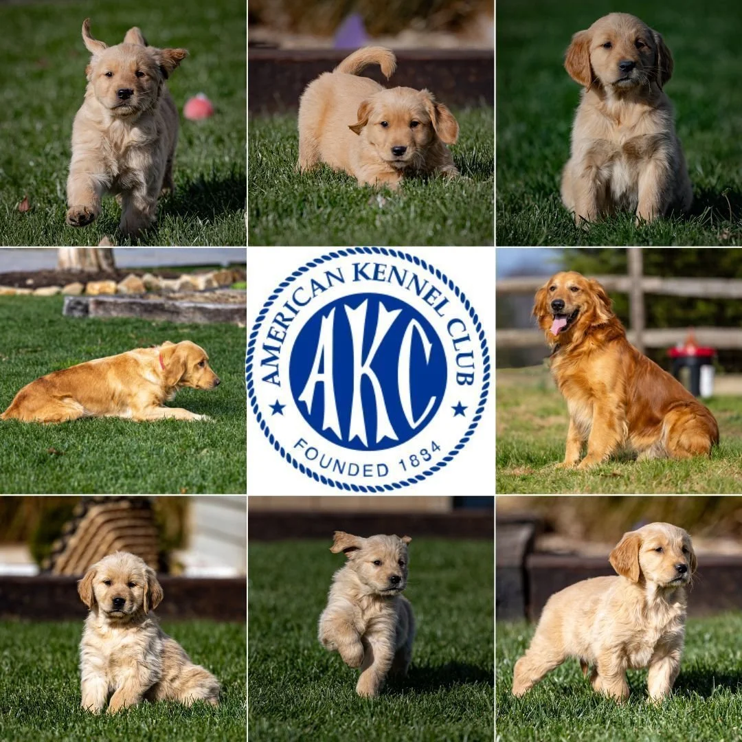 Golden Retriever madre con cuccioli