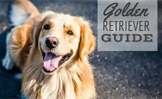 Pacchetto gestione razza Golden Retriever