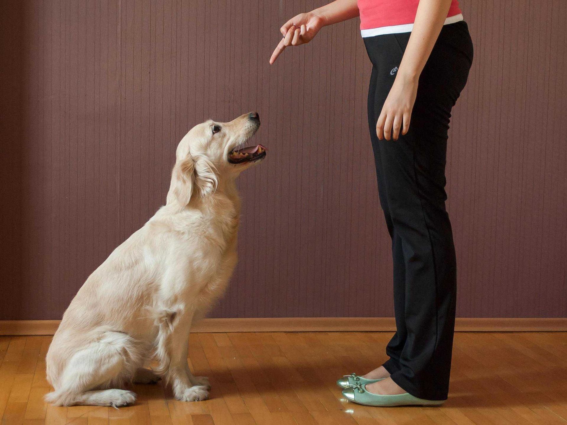 Addestramento di base Golden Retriever