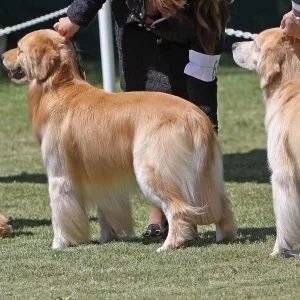 Golden Retriever in esposizione