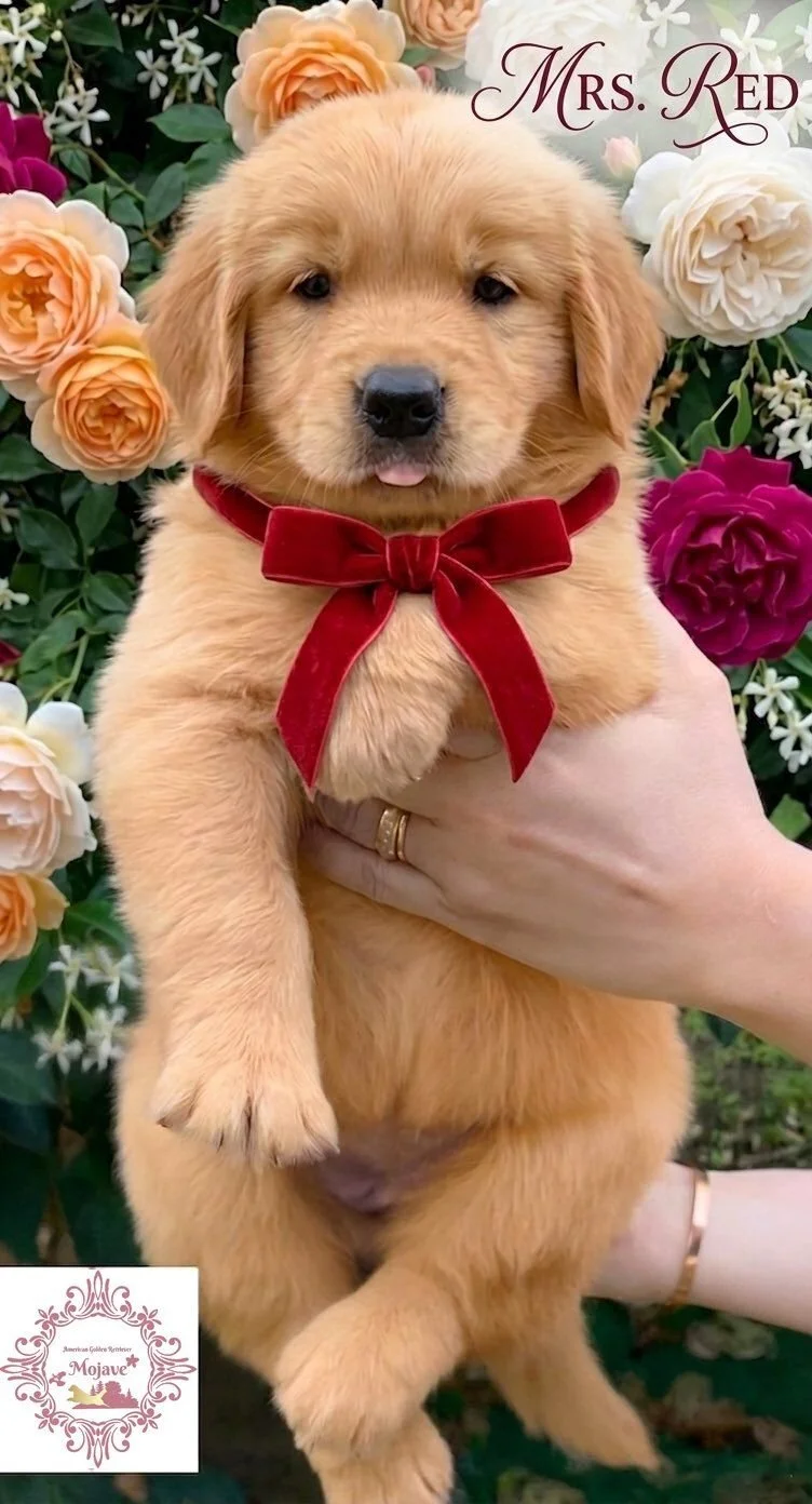 Mrs. Red