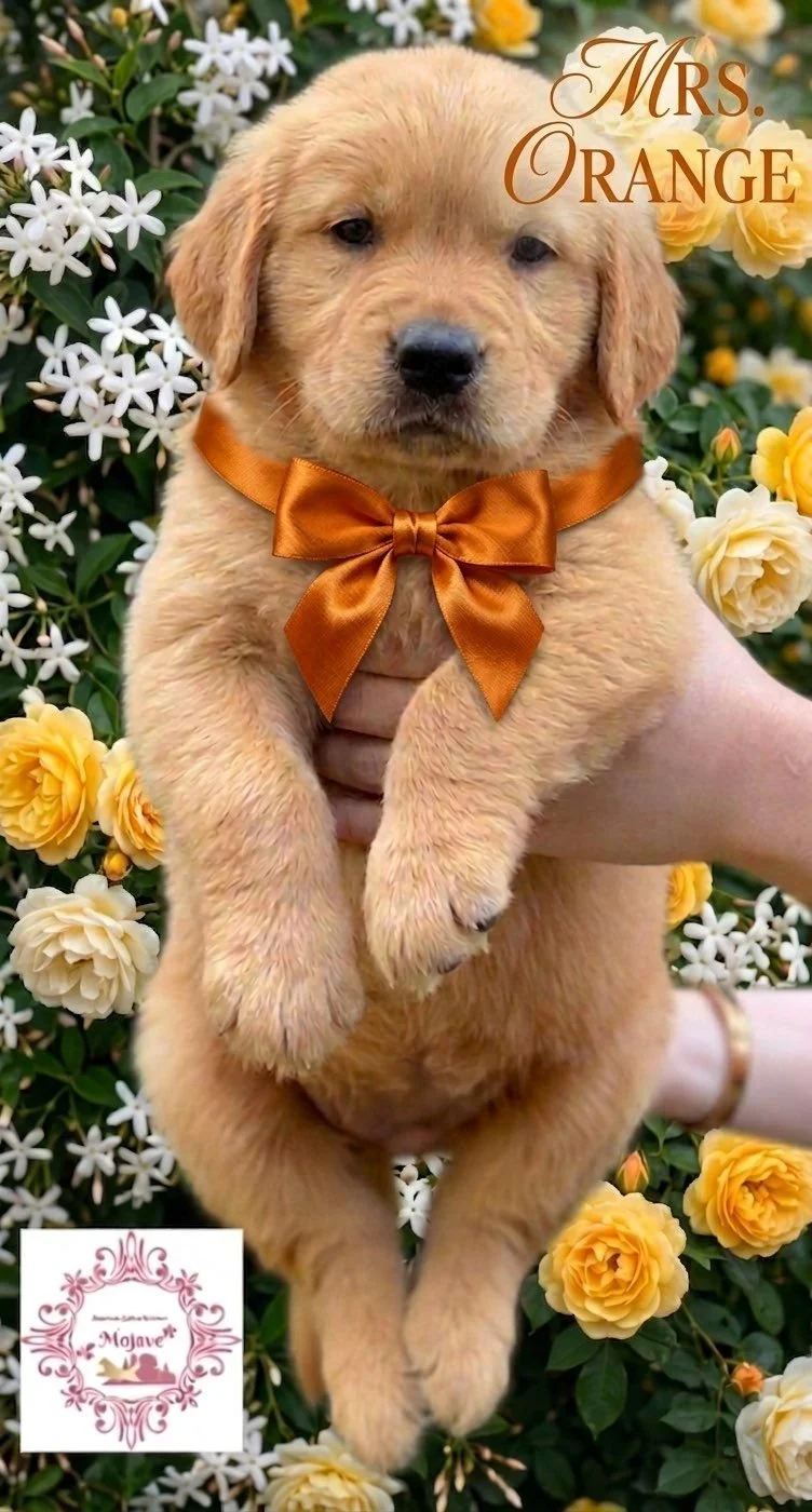 Mrs. Orange