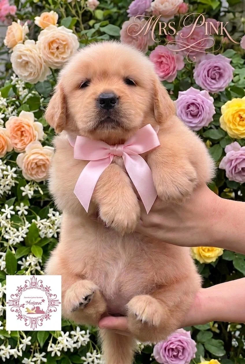 Mrs. Pink