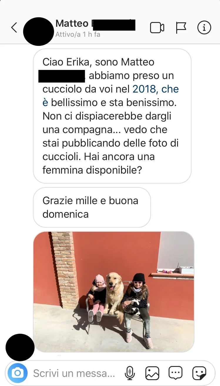 Scatto reale Mojave Golden Retriever