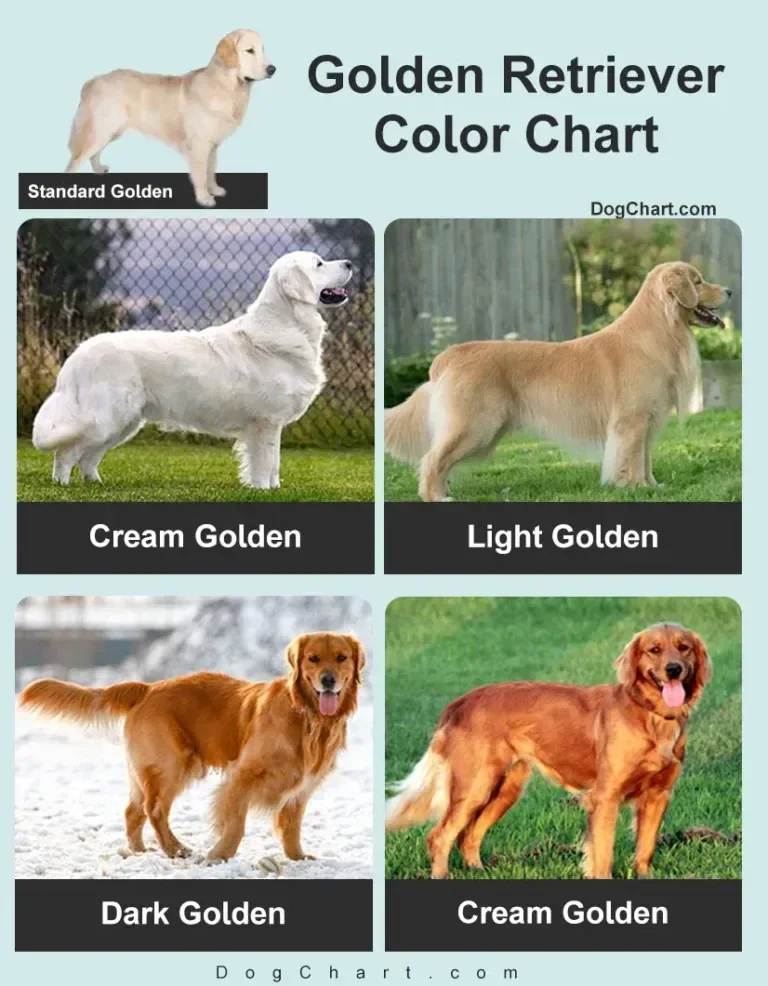 Tabella colori Golden Retriever