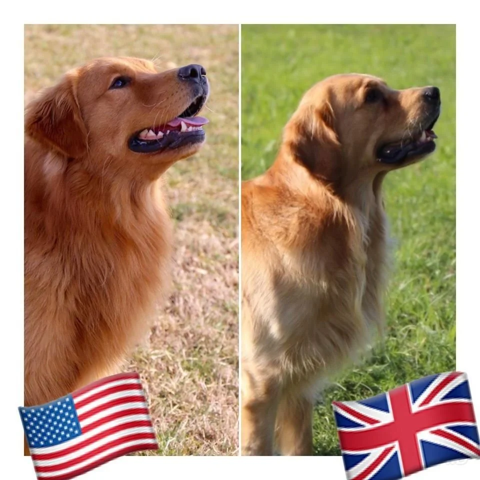 Golden Retriever con titoli e certificazioni