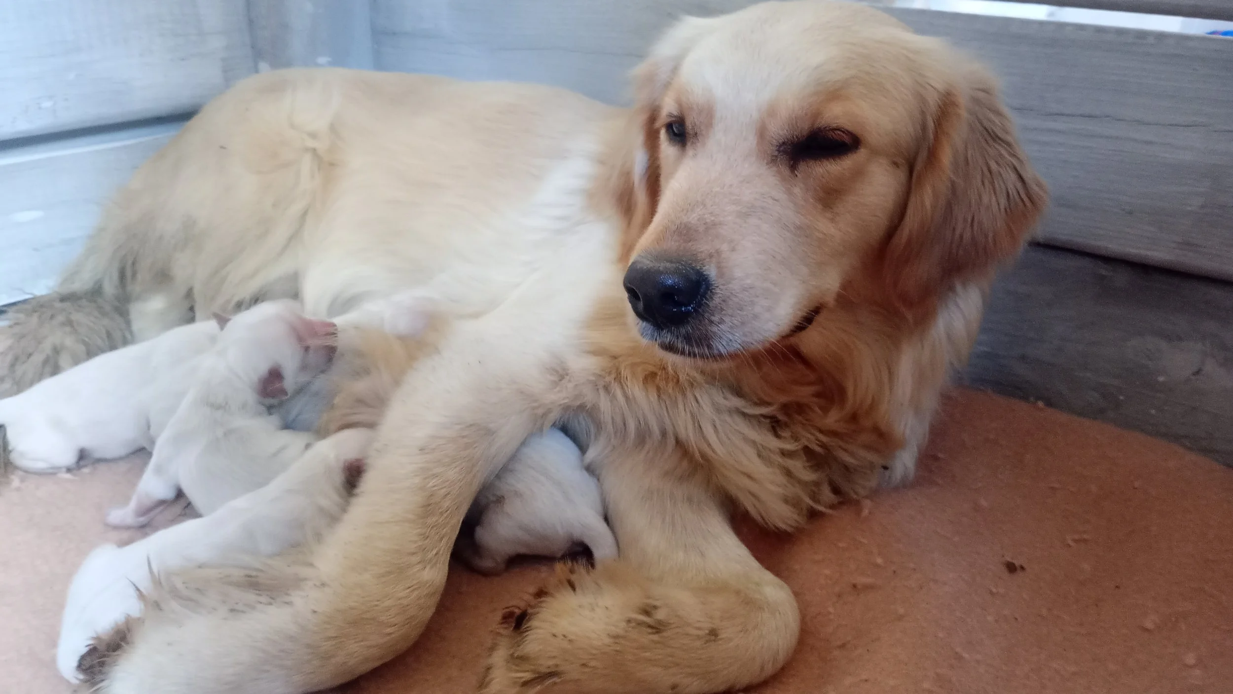 Cuccioli Mojave