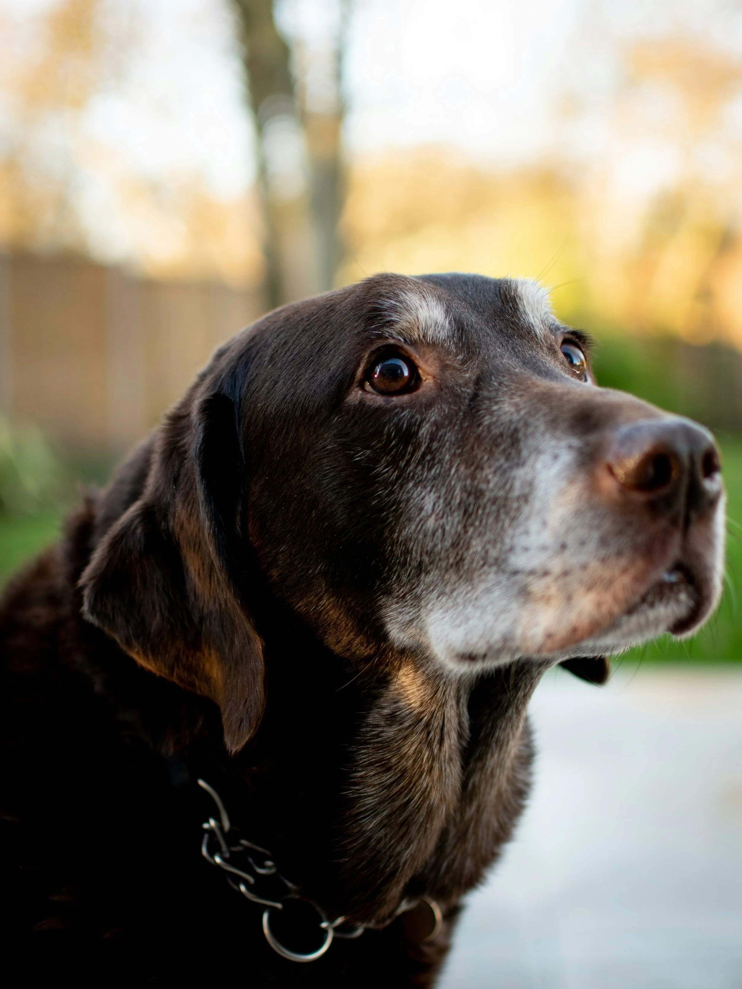 A dignified senior dog with a grey muzzle