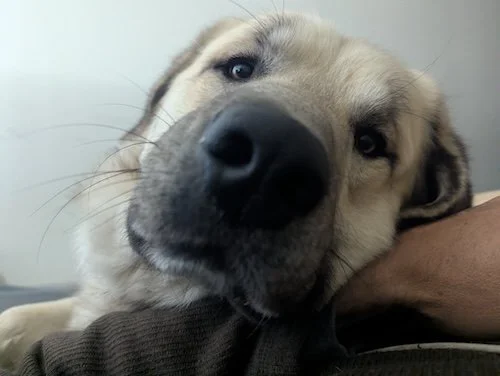 Photo of Argus