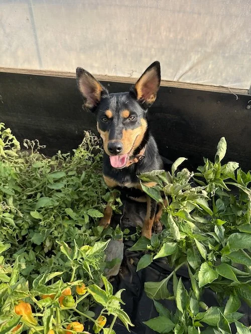 Photo of Oz