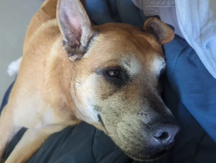 Photo of Cali