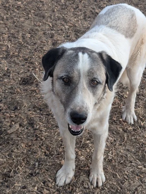 Photo of Buck