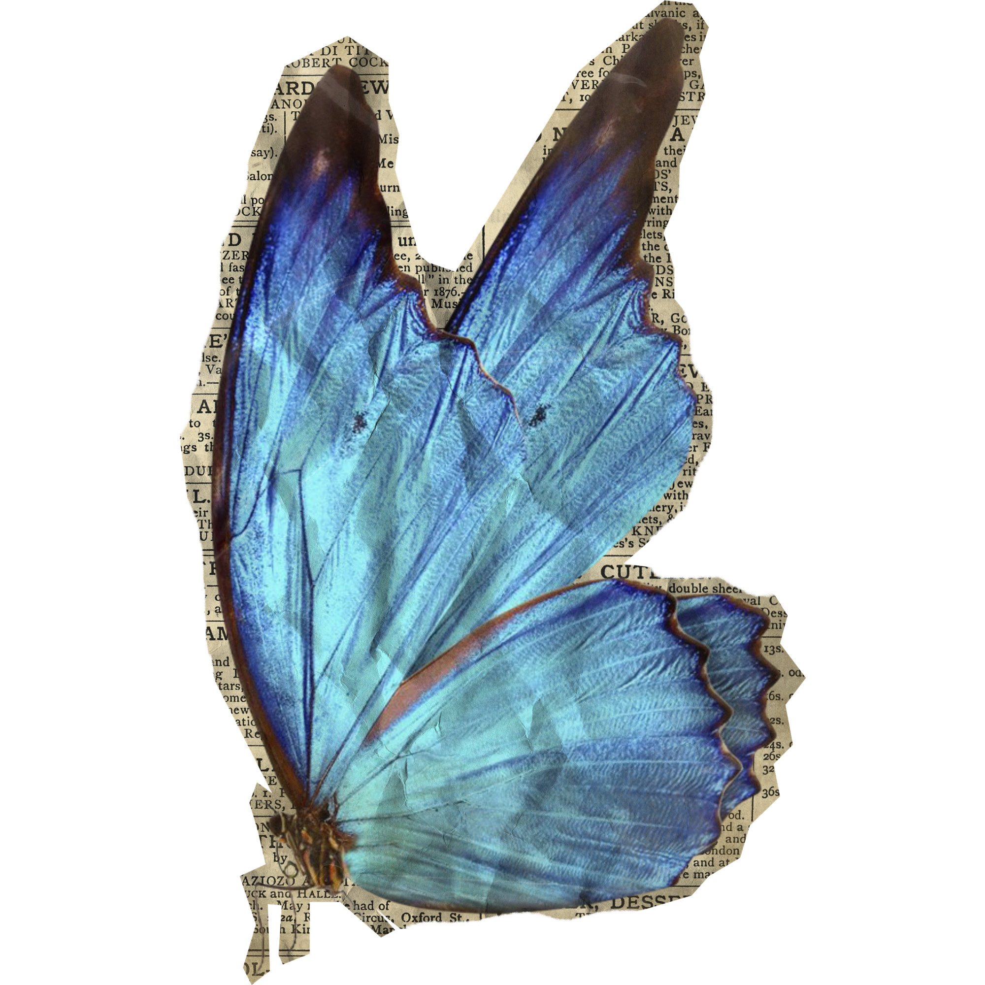 decorative butterfly