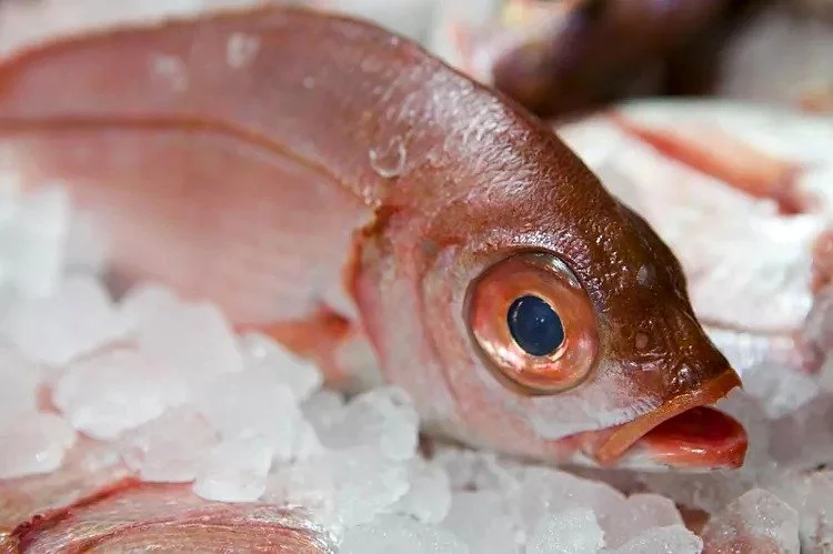Fresh red fish on crushed ice