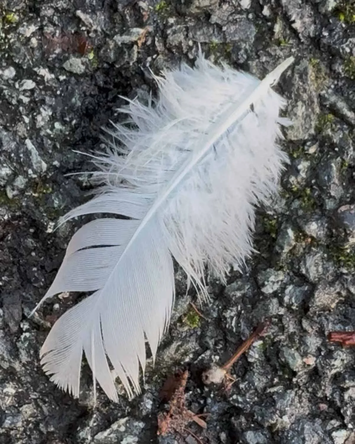 A single white feather lying on wet grey tarmac.