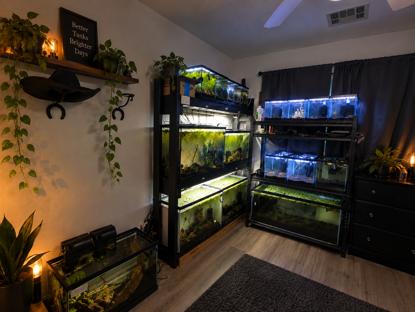 Reserved Aquatics fishroom racks