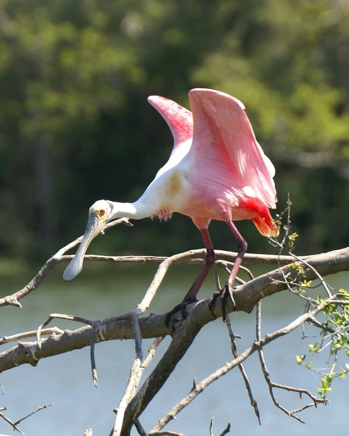Roseate Spoonbill — Rio Grande Valley