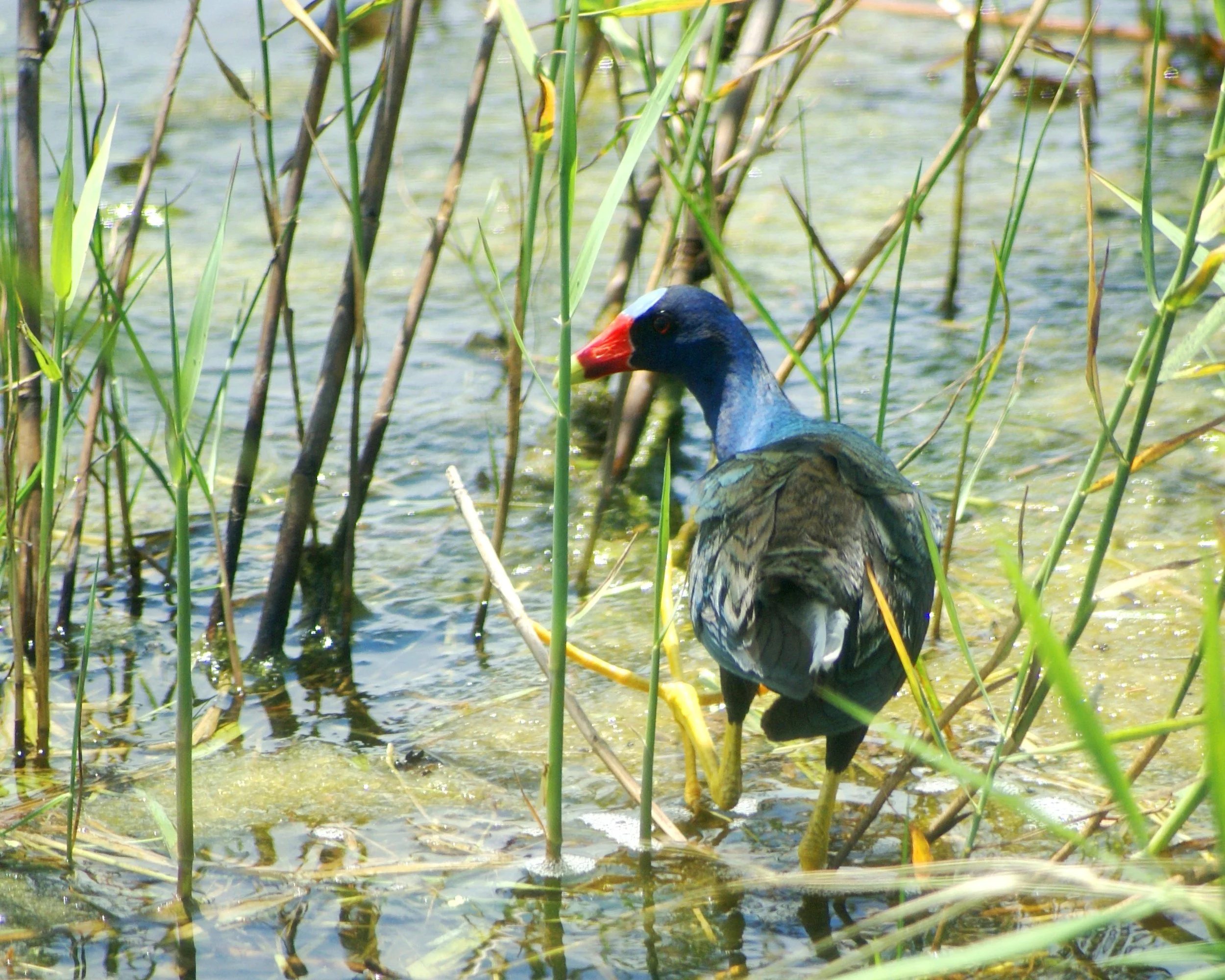 Purple Gallinule - Florida Experience