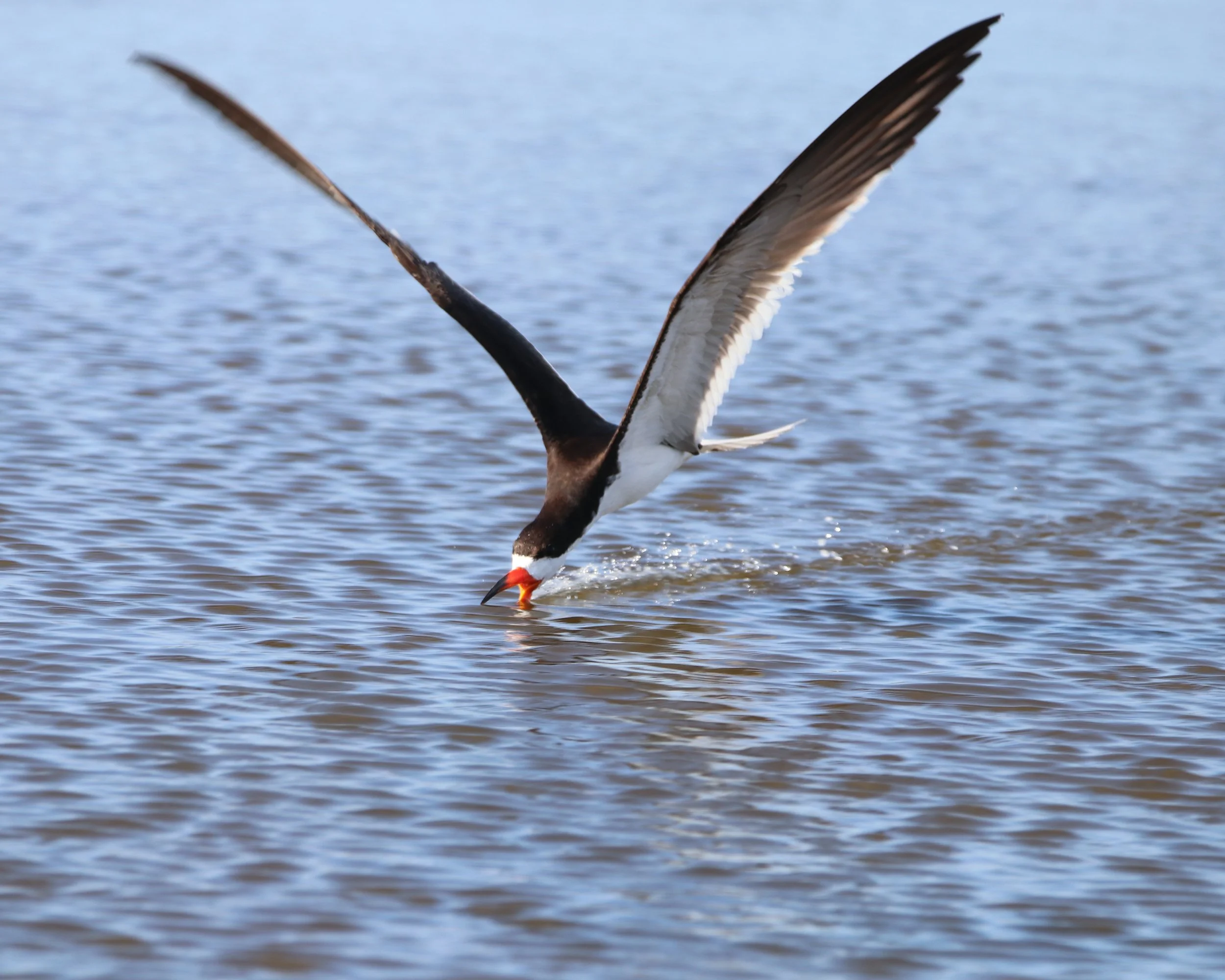 Black Skimmer - Cape May Fall