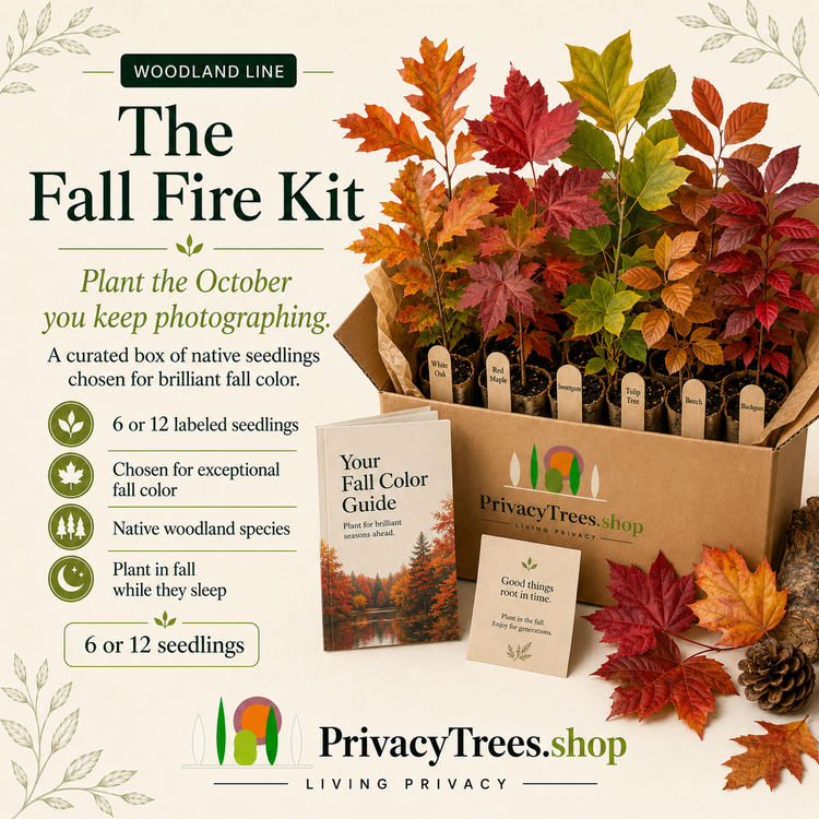 The Fall Fire Kit