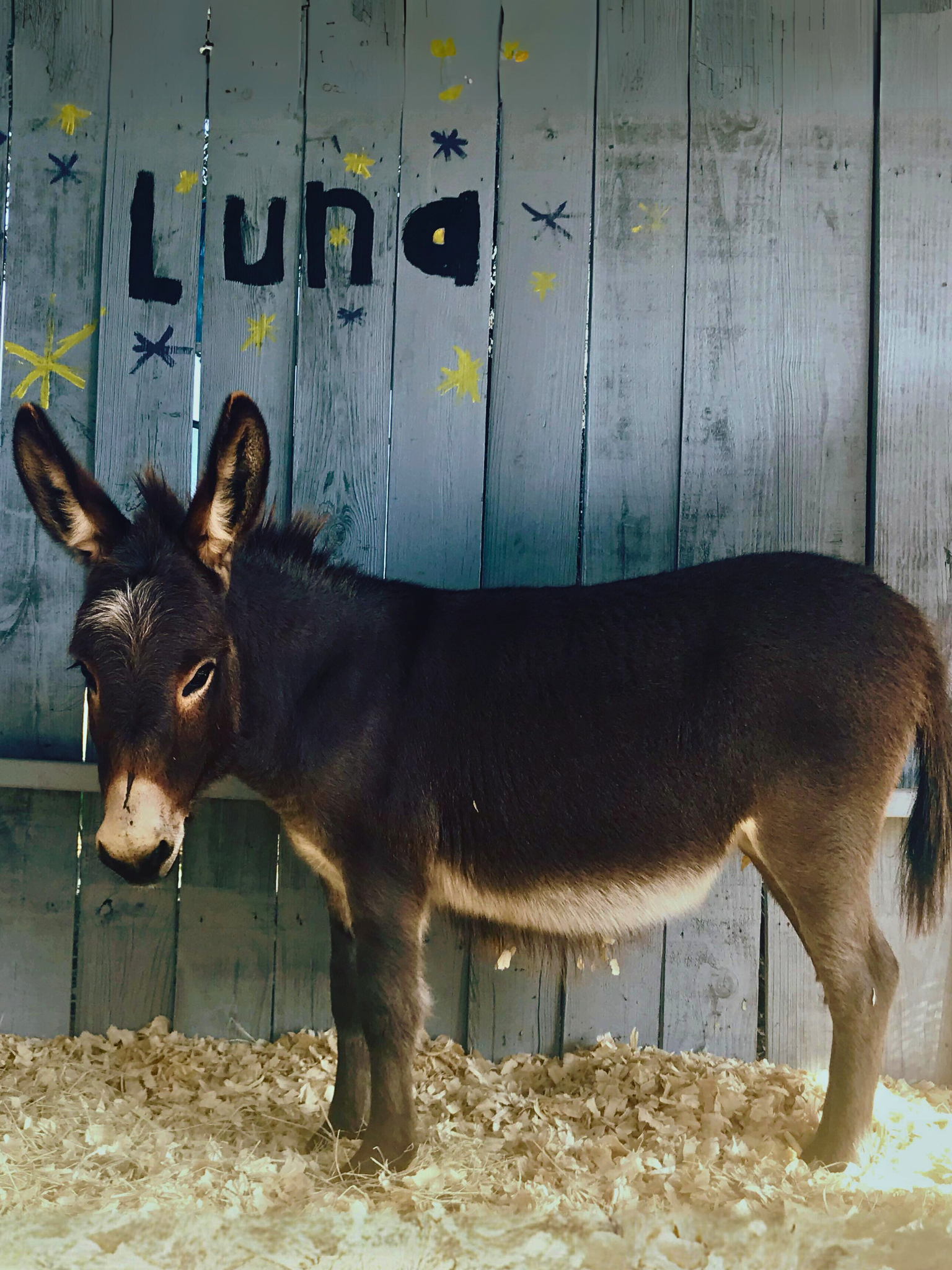 Luna, rescue animal at the farm.