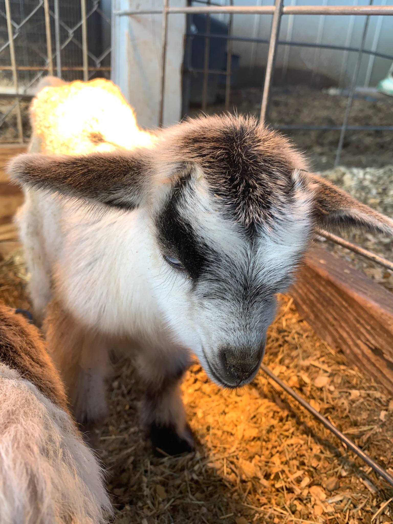 Bandit, rescue animal at the farm.