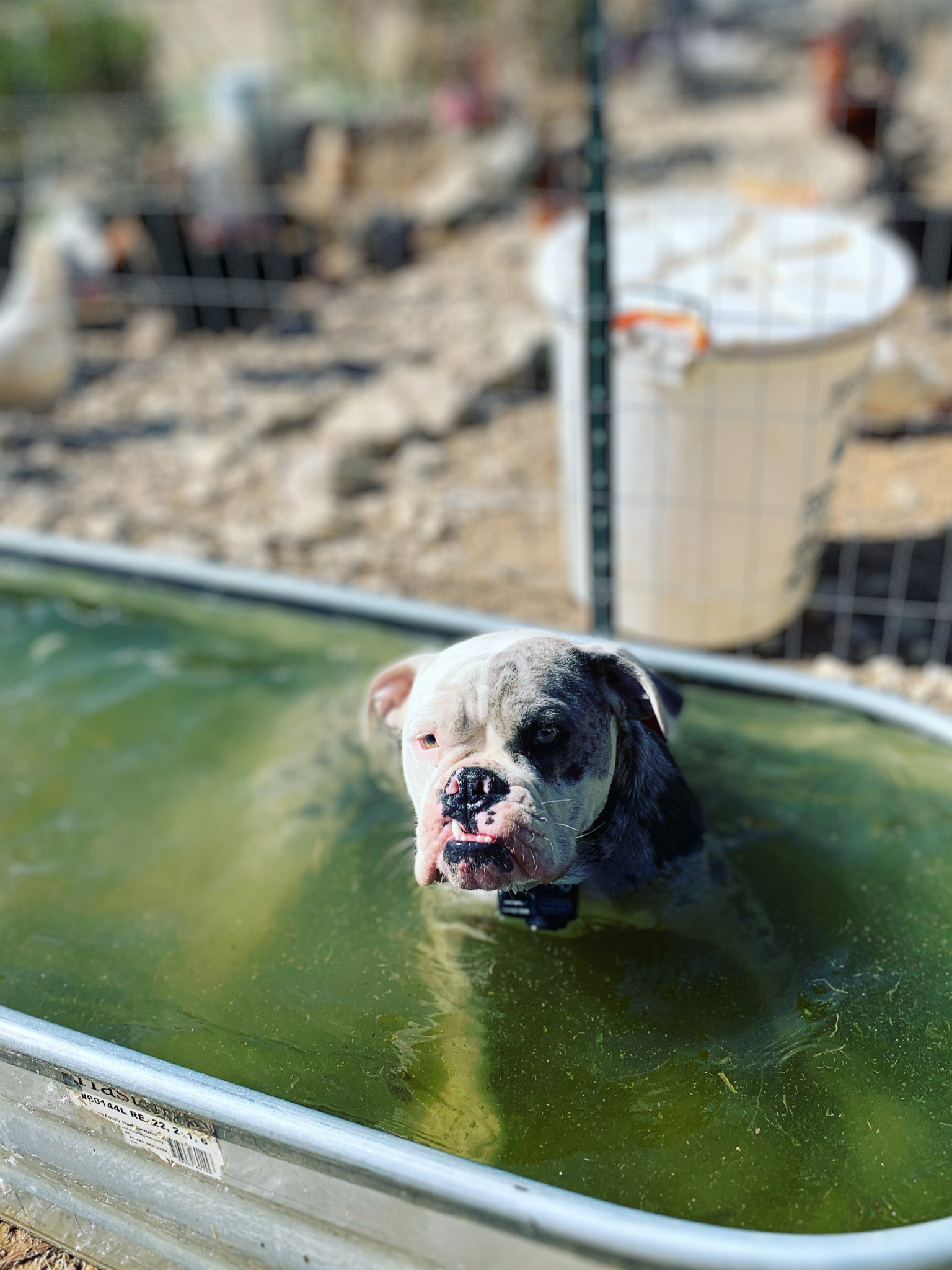 Bailey, rescue animal at the farm.