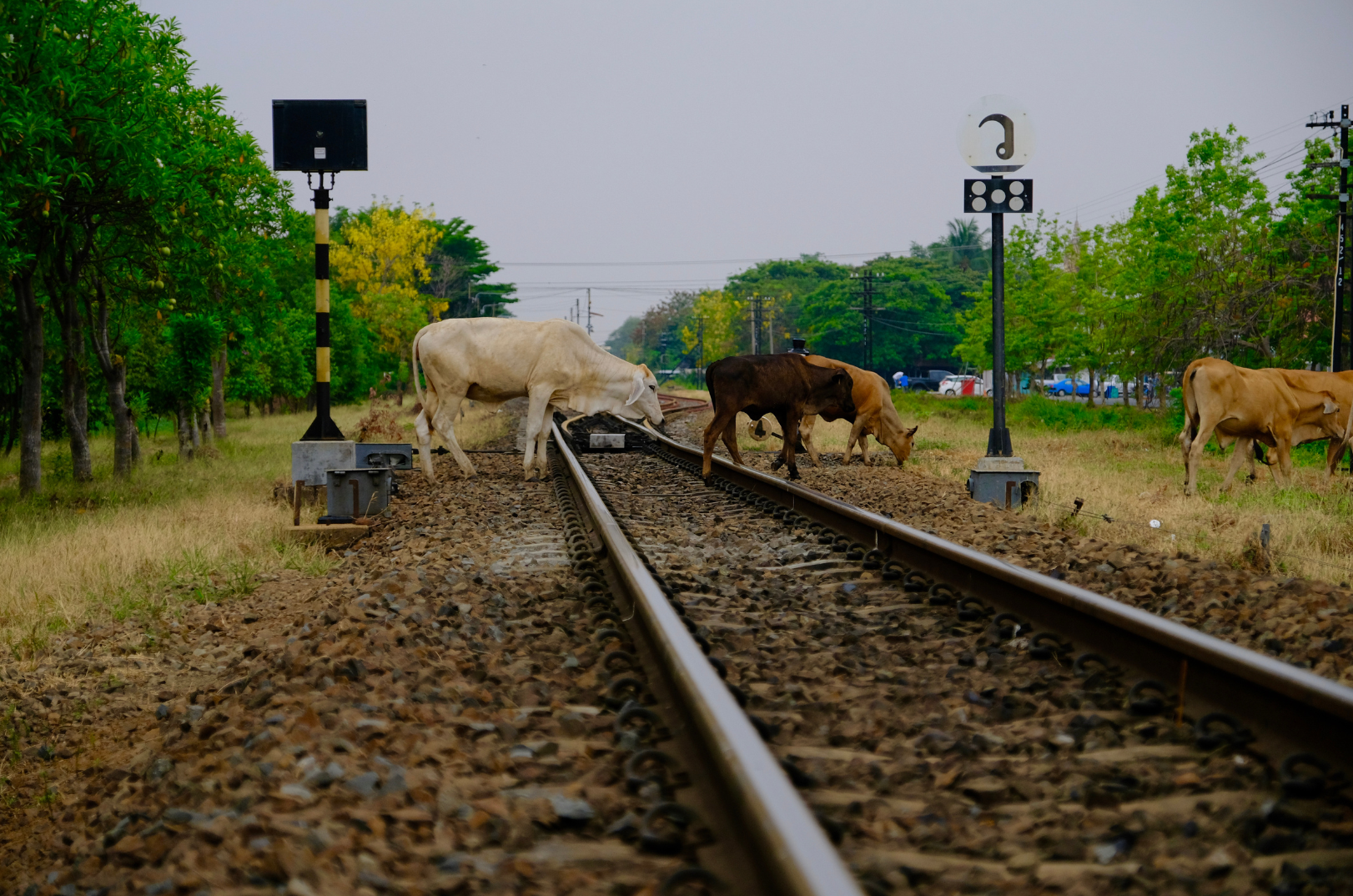 Animal on railway