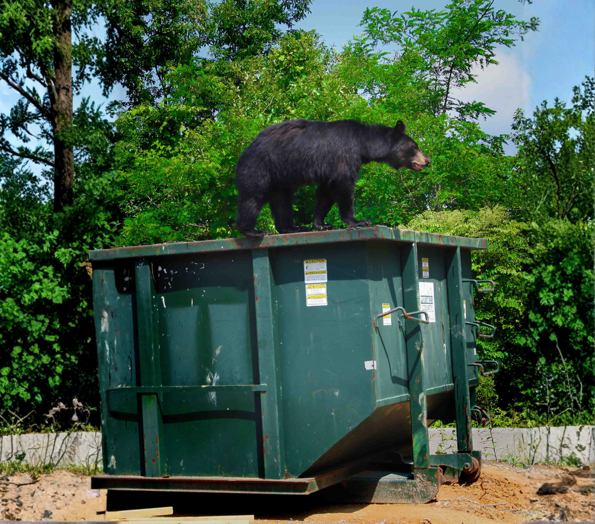 Bear at resort dumpster