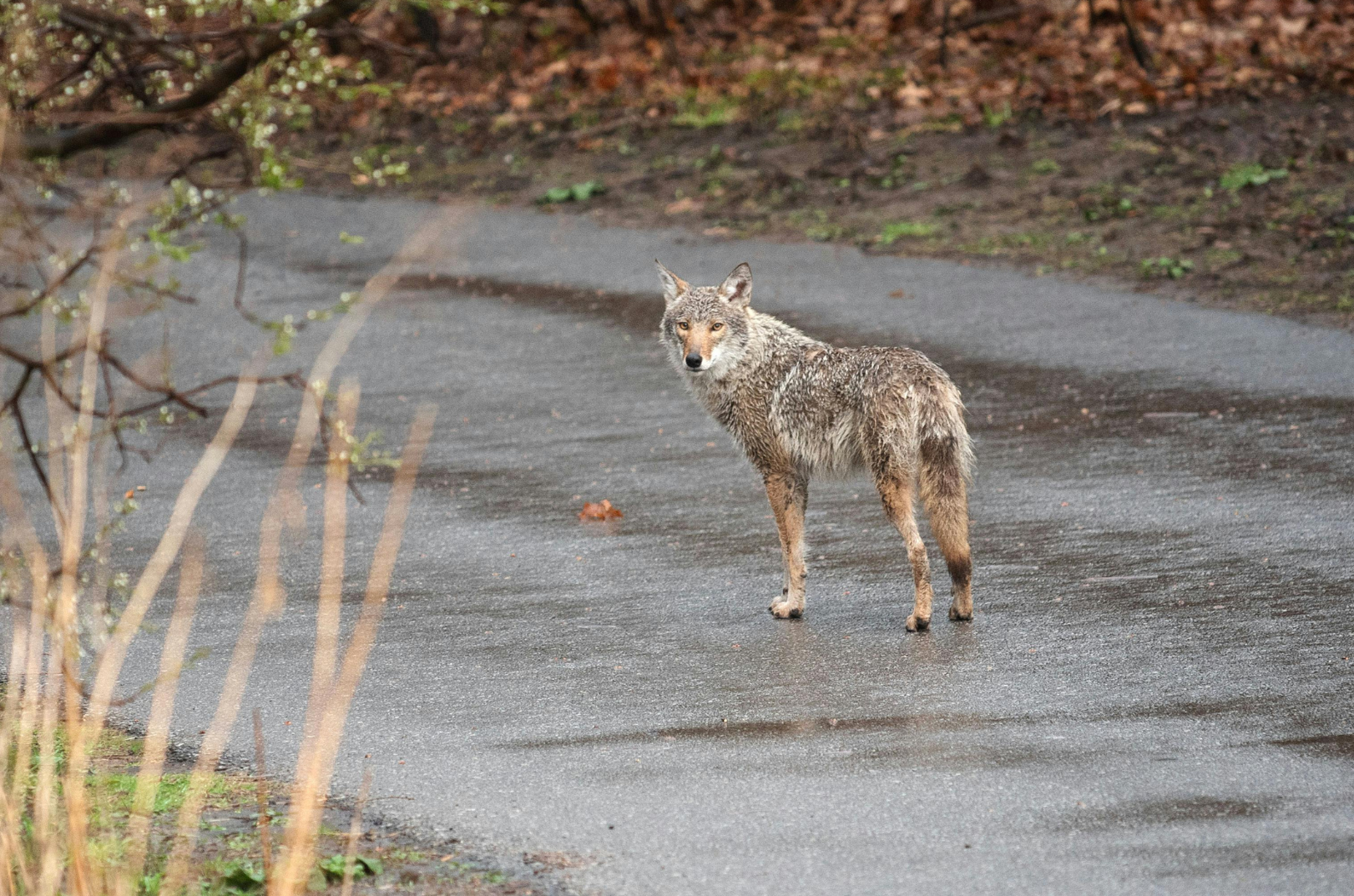 Animal on walking path