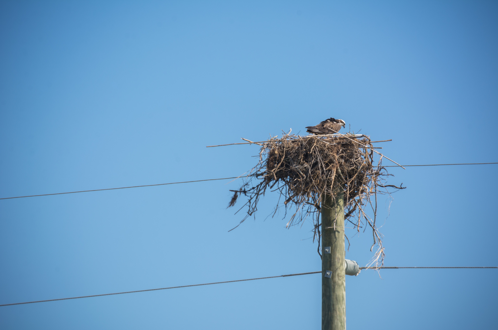 Animal nesting at utility site