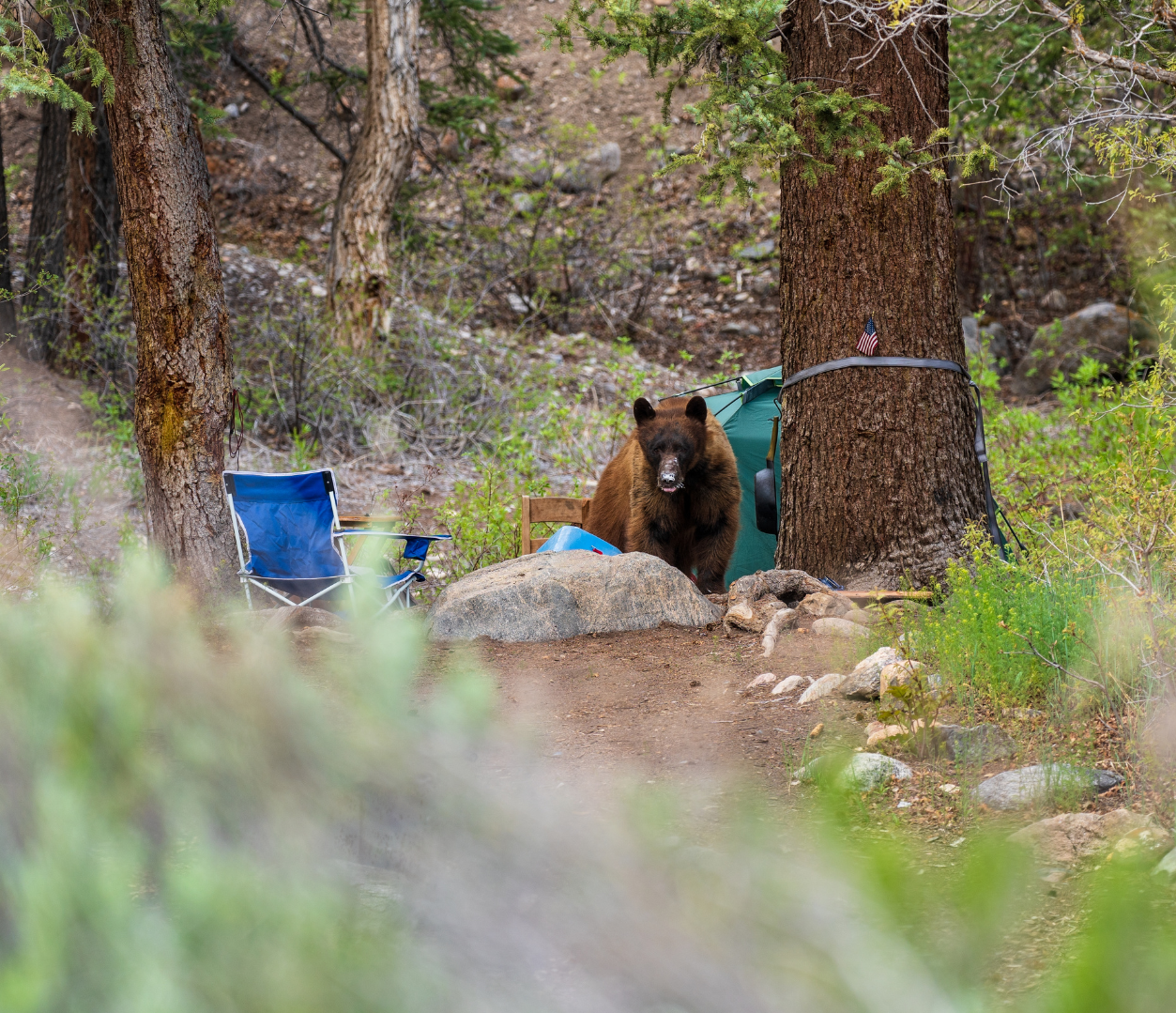 Bear in campground