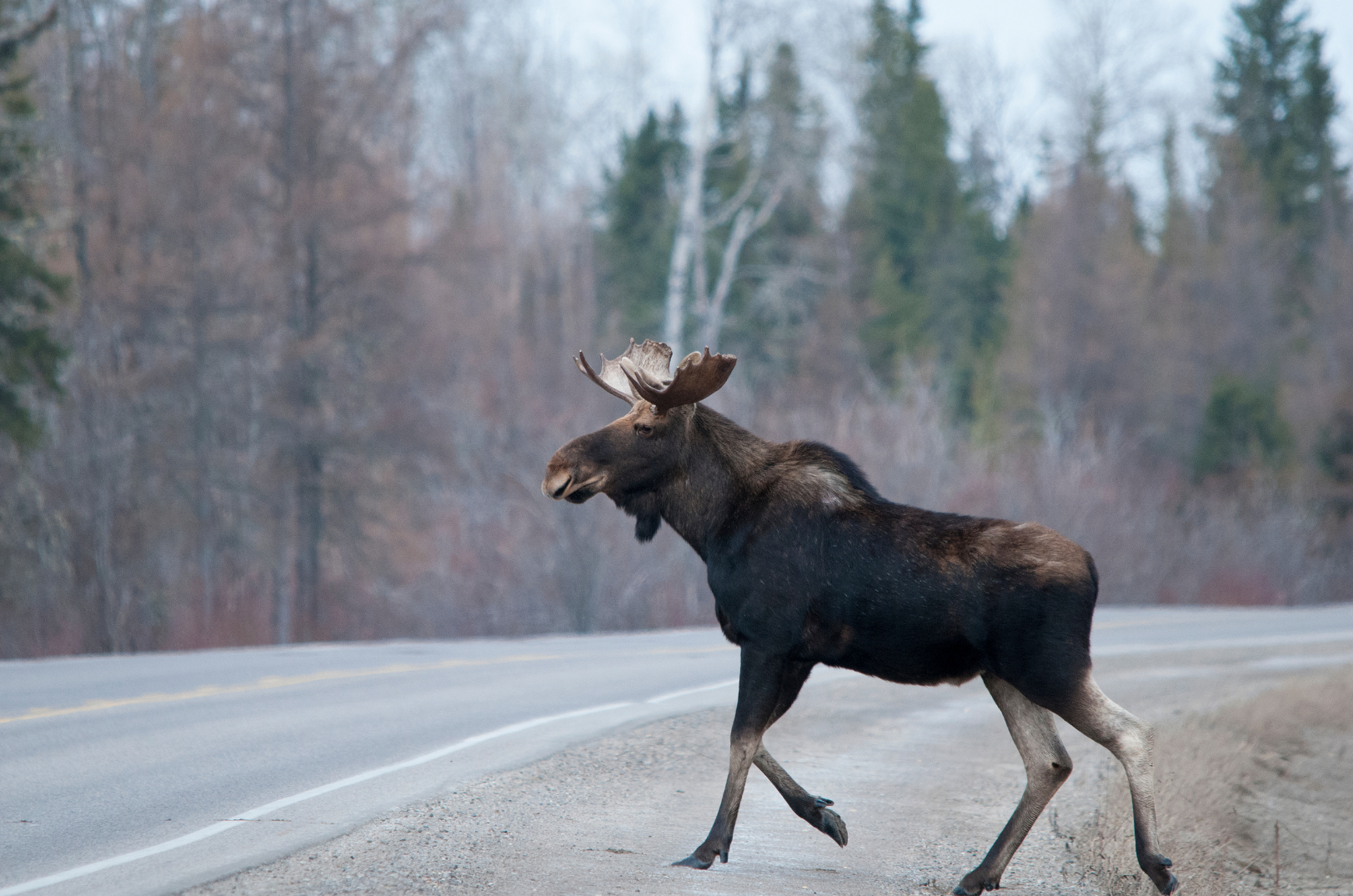 Animal on road
